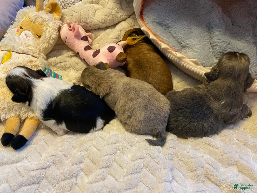 Shih Tzu dogs for sale: Shih Tzu Puppy 3 - Ad 1