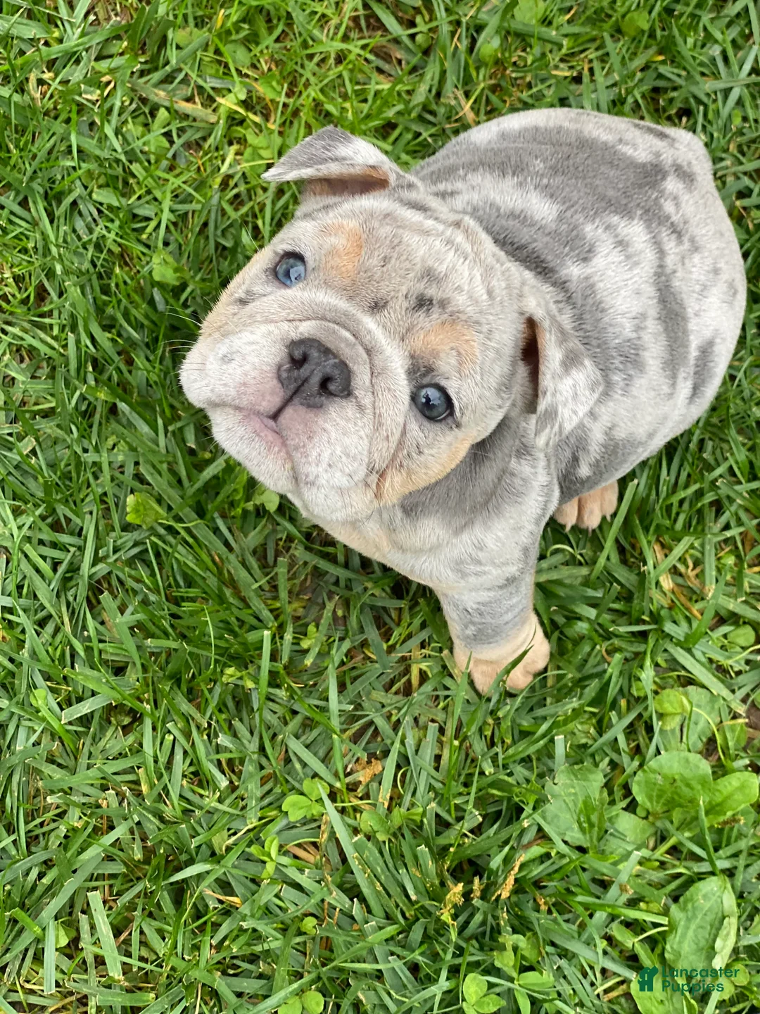 English Bulldog dogs for sale: Dawn - Ad 2