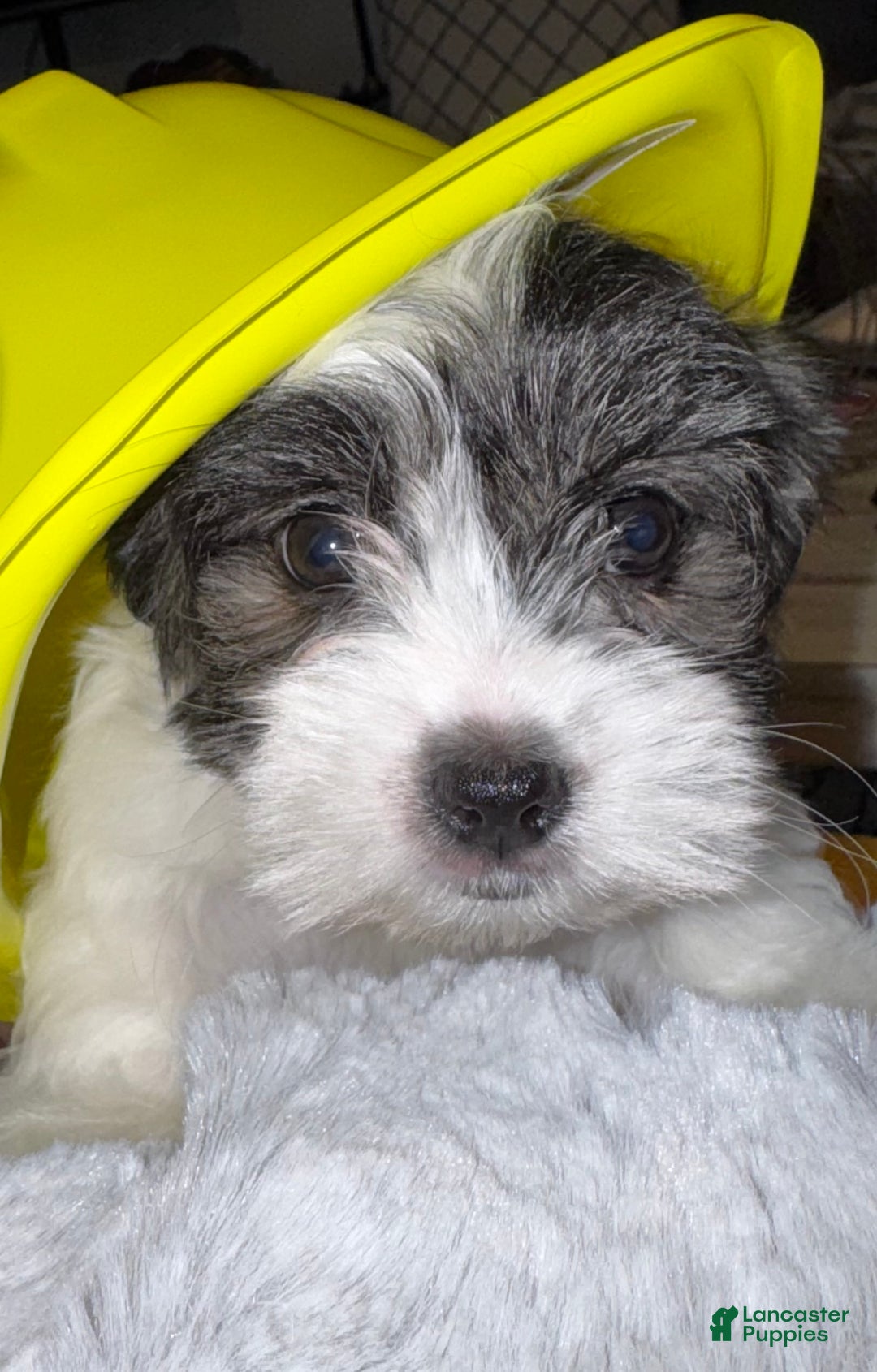 Mixed Breed dogs for sale: Lhatese Breed “Tubby” - Ad 3