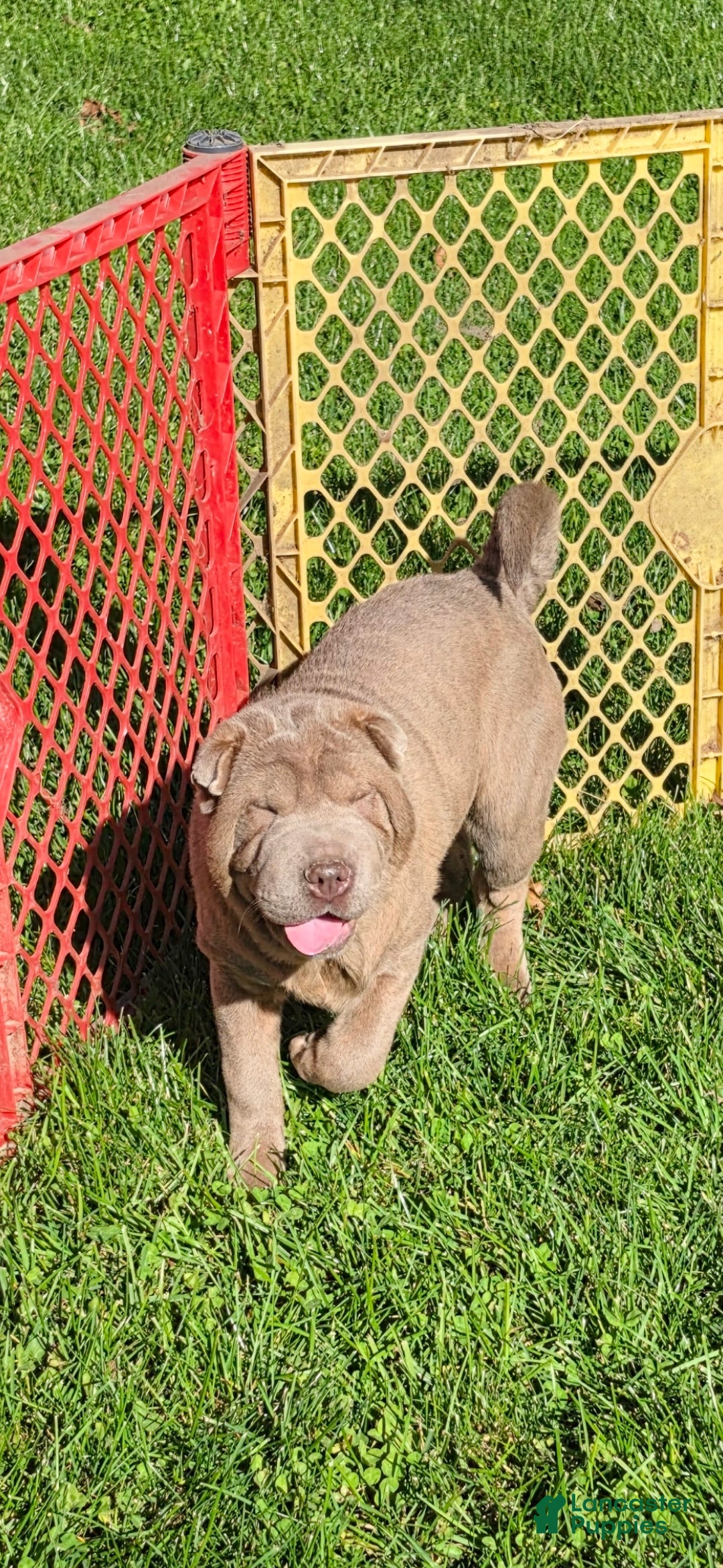 Shar Pei dogs for sale: Lyla - Ad 1