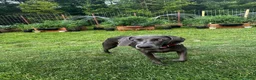 Weimaraner dogs for sale: Weimaraner Puppy 5 - Ad 2