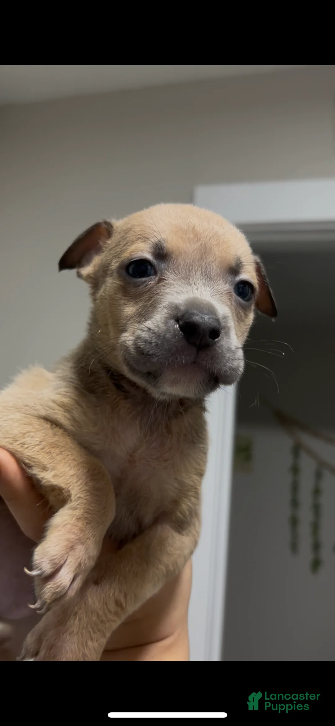 Mixed Breed dogs for sale: Boy 6 - Ad 1