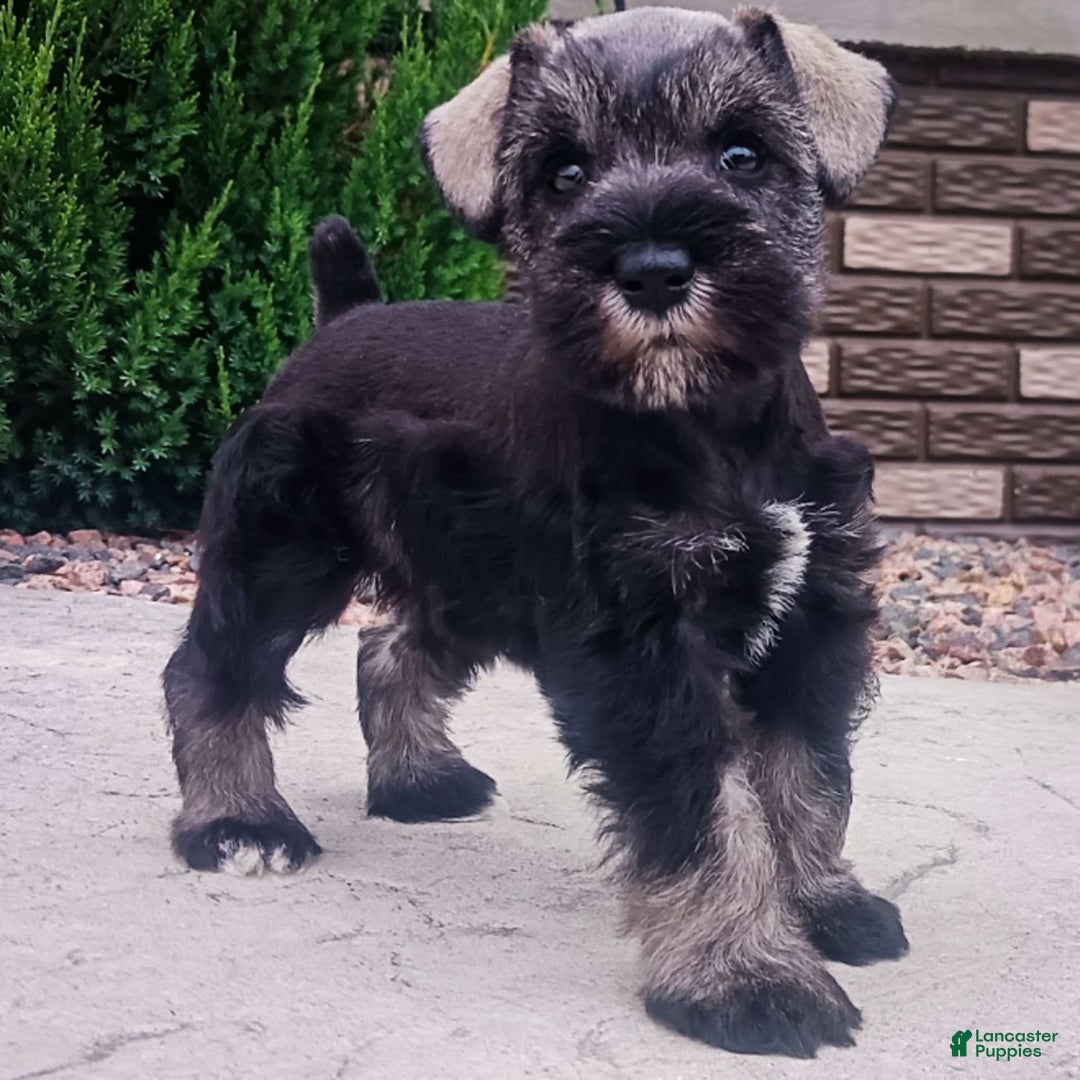 Gallery Image {{count}}