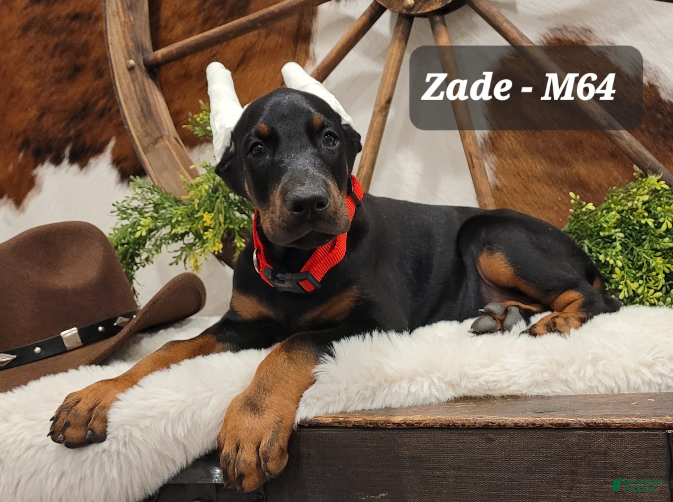 Doberman Pinscher dogs ZADE  - Ad 1