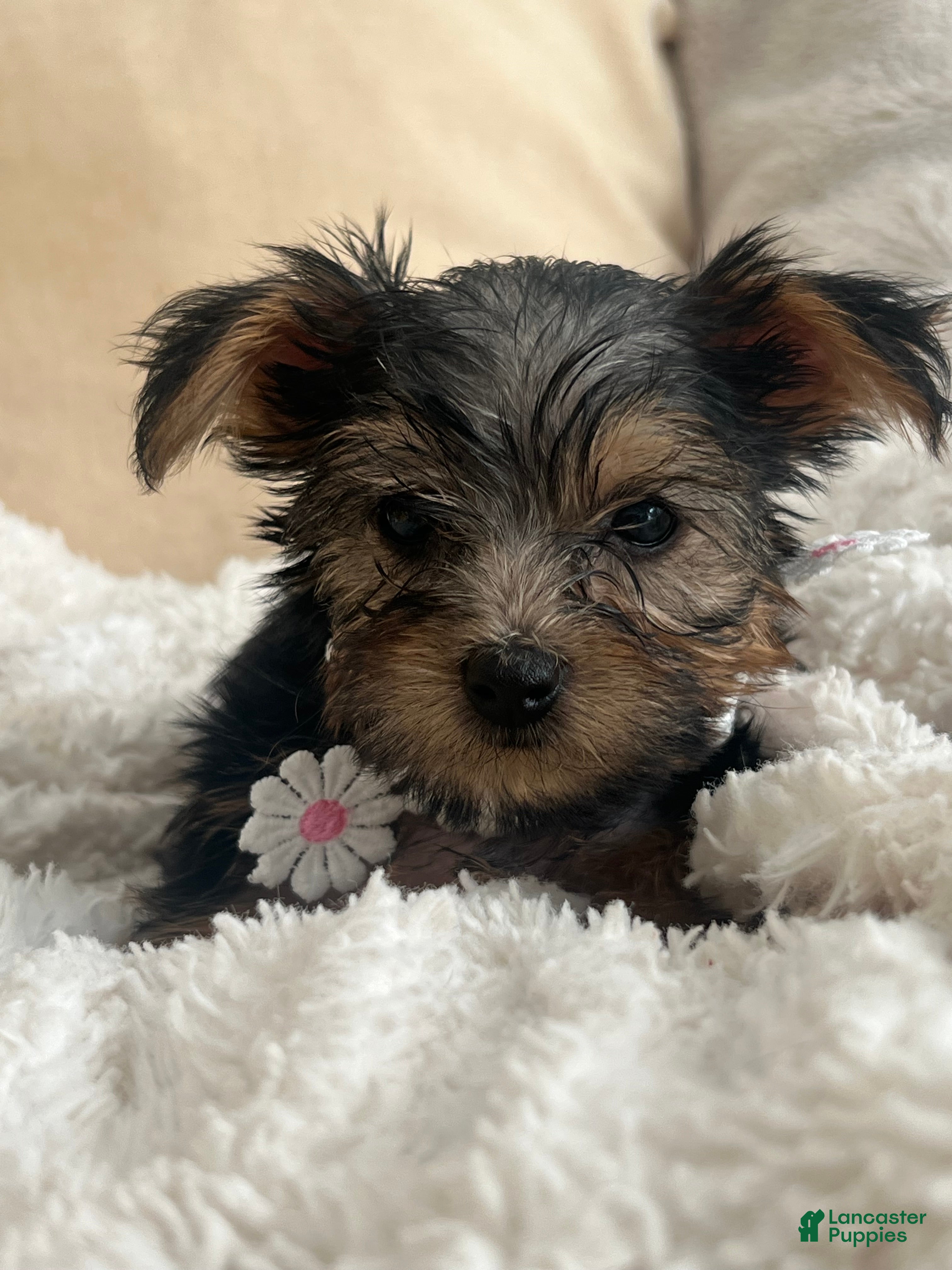 Yorkshire Terrier dogs Yorkshire Terrier 3 - Ad 32