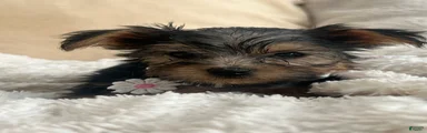 Yorkshire Terrier 3
