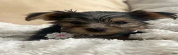 Yorkshire Terrier dogs for sale: Yorkshire Terrier 3 - Ad 1