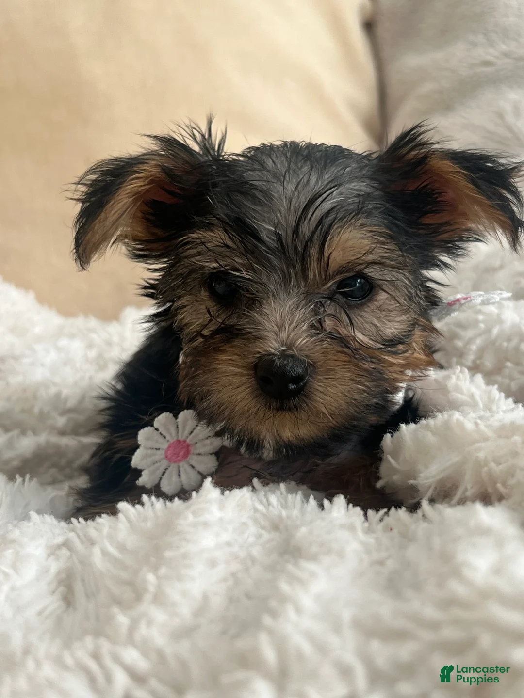Yorkshire Terrier dogs for sale: Yorkshire Terrier 3 - Ad 1