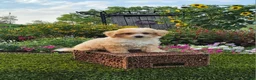 Havapoo dogs for sale: Avery - Ad 11