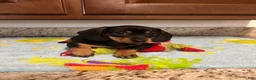 Miniature Dachshund dogs for sale: Aurora  - Ad 3