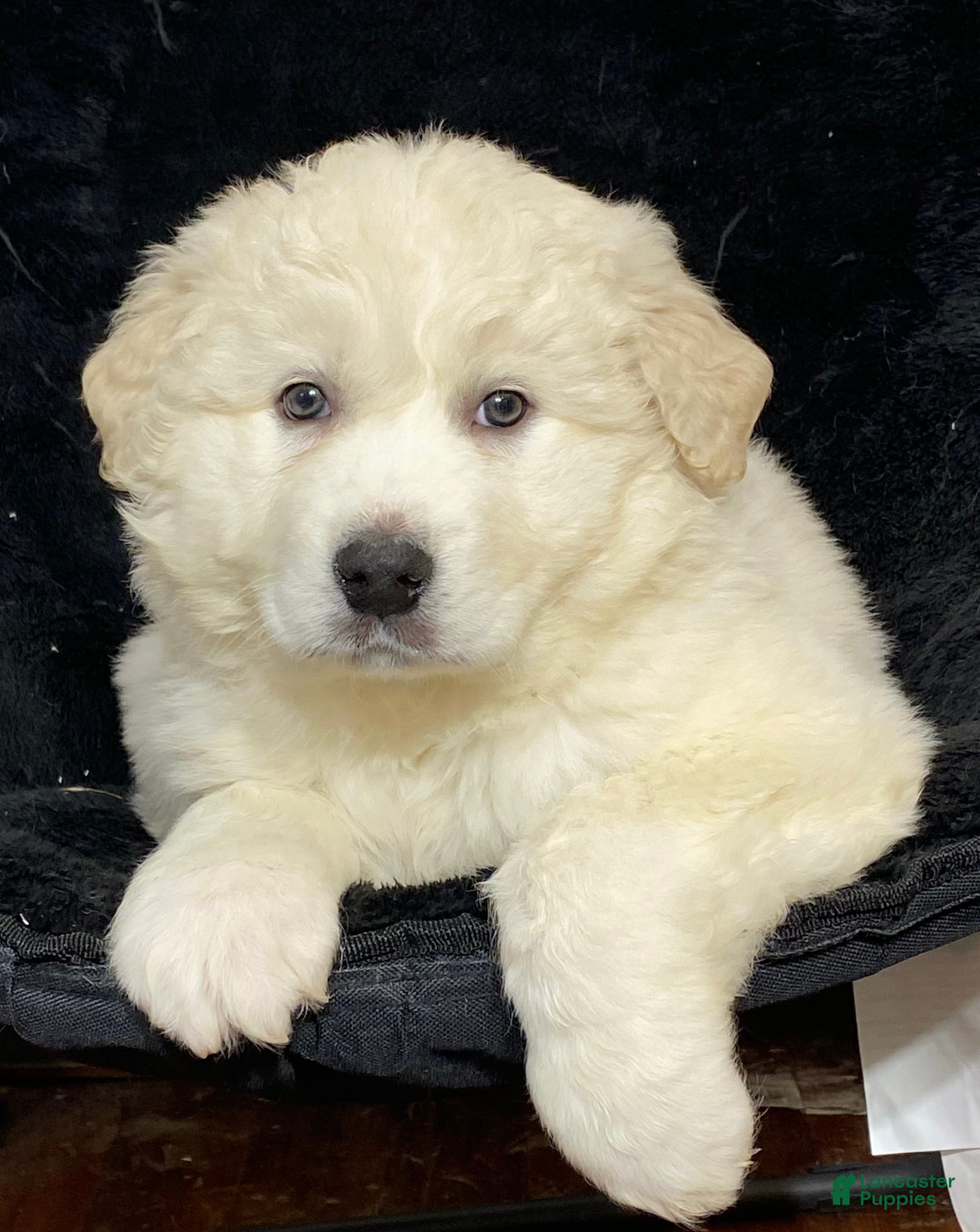 Great Pyrenees dogs Grace - Ad 33
