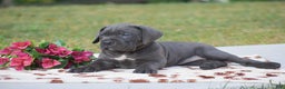 Cane Corso dogs for sale: Reba - Ad 2