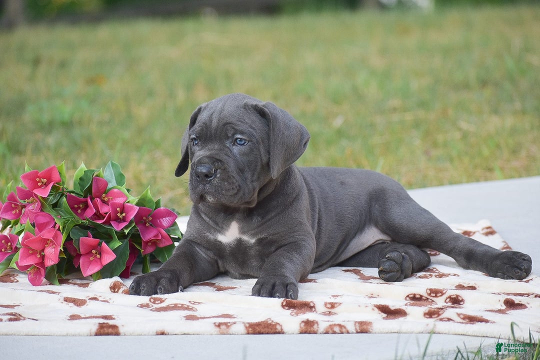 Cane Corso dogs for sale: Reba - Ad 2