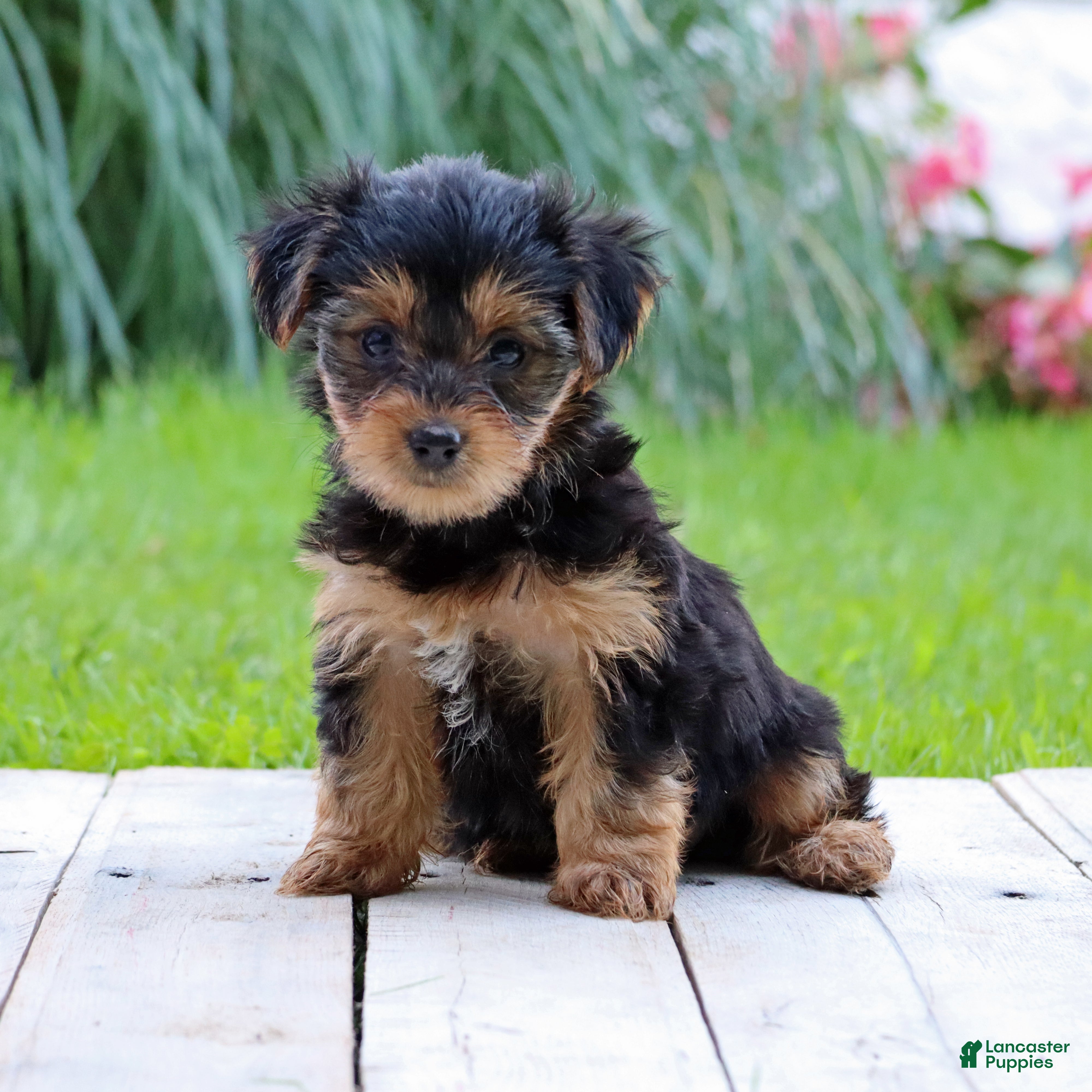 Yorkshire Terrier dogs Lulu - Ad 1