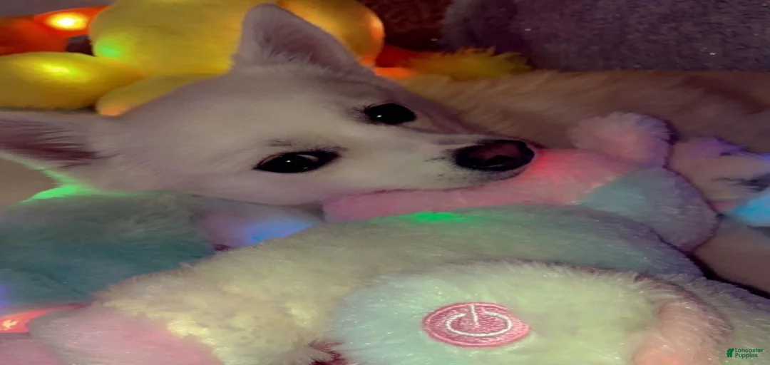 Gallery Image {{count}}