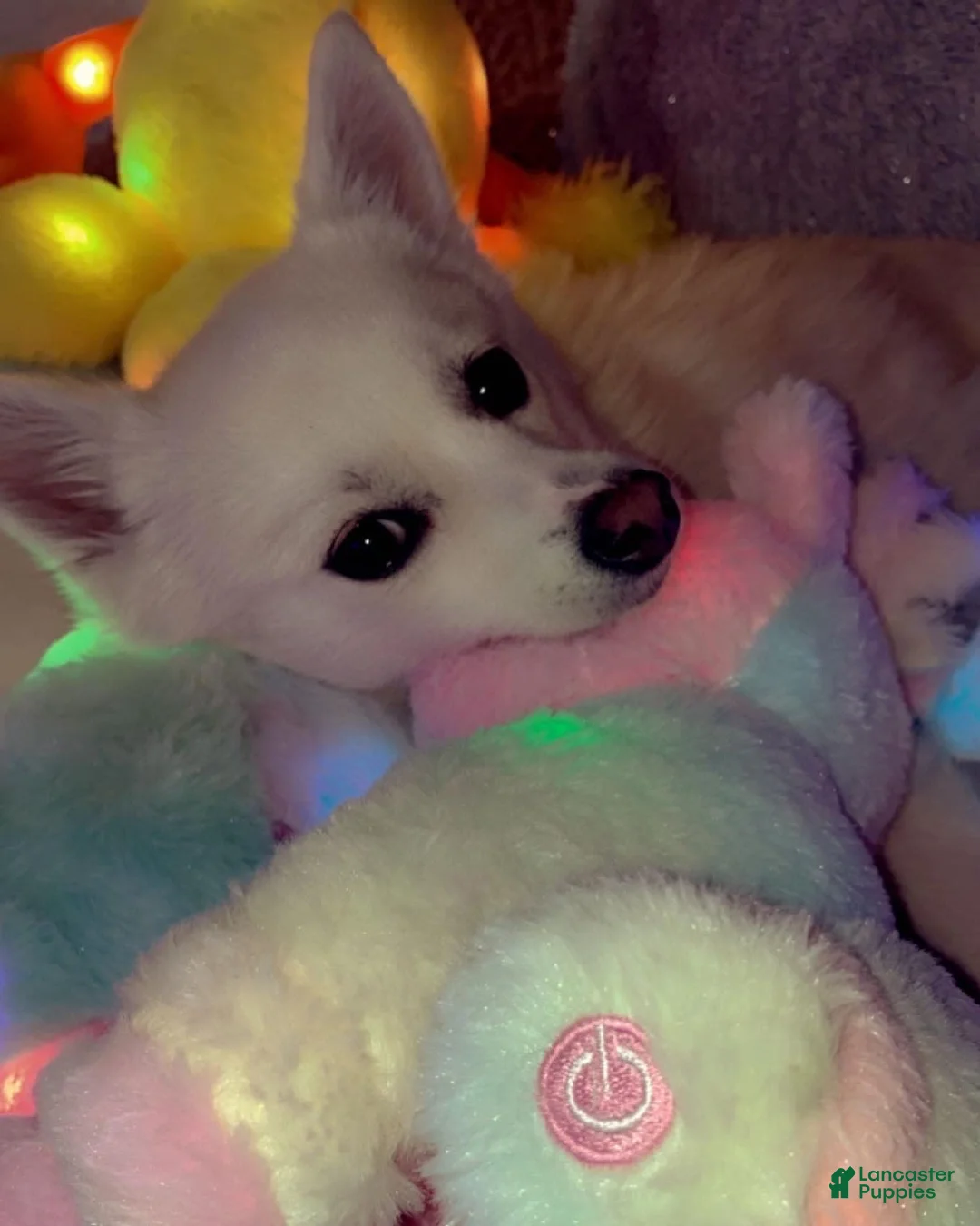 Gallery Image {{count}}