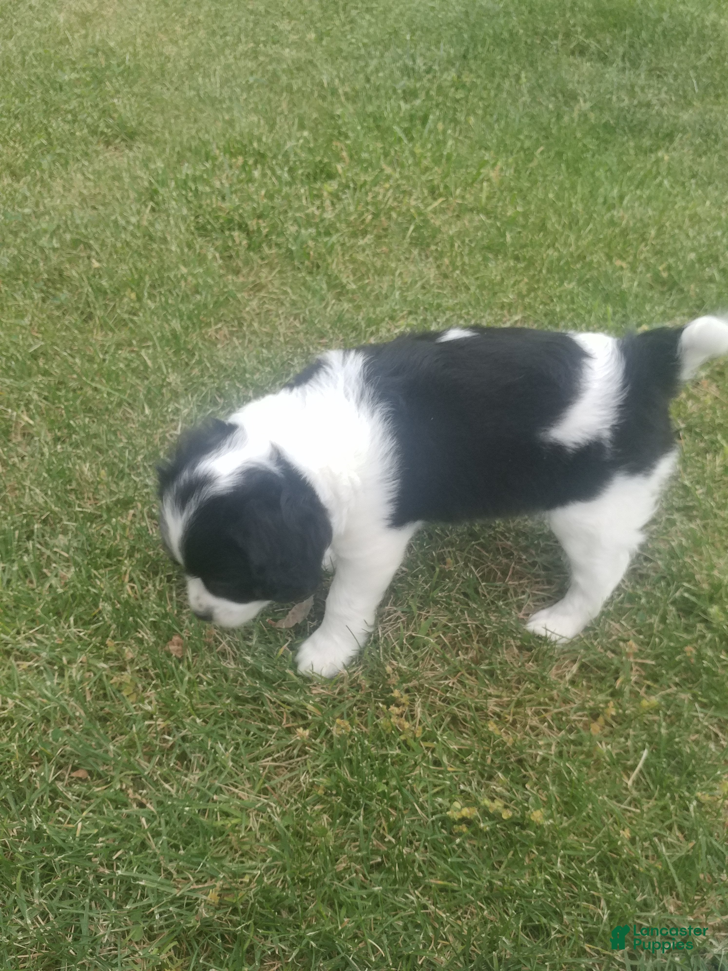 Mixed Breed dogs Rory - Ad 2