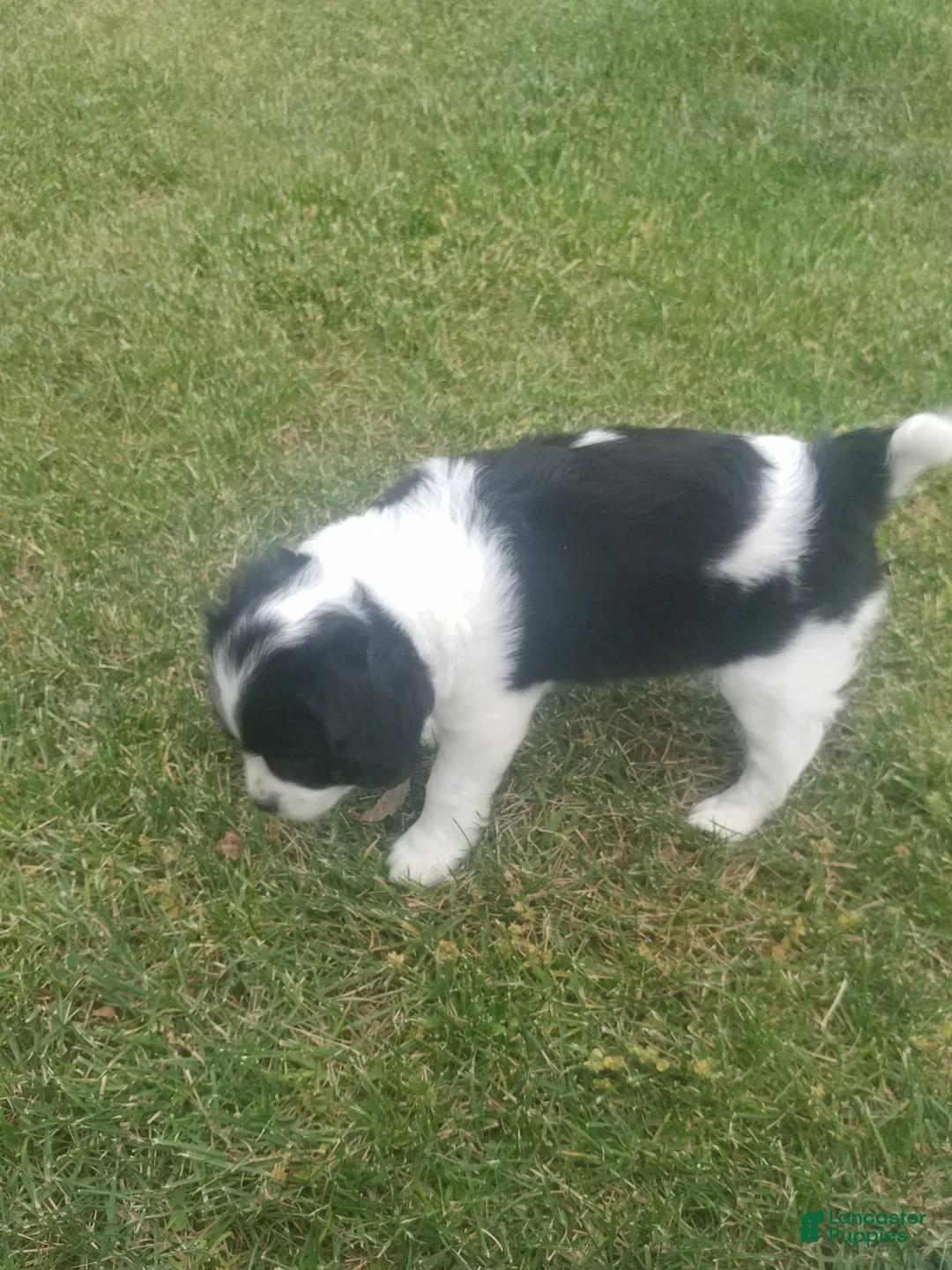 Mixed Breed dogs for sale: Rory - Ad 2