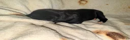 Cane Corso dogs for sale: Sam AKC - Ad 6