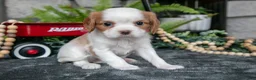 Cavalier King Charles Spaniel dogs for sale: Kylie - Ad 2