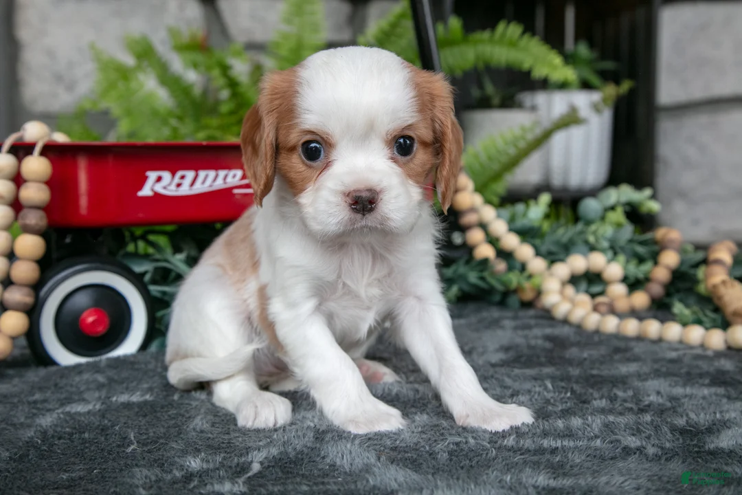 Cavalier King Charles Spaniel dogs for sale: Kylie - Ad 2