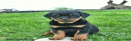 Rottweiler dogs for sale: Bonnie  - Ad 4
