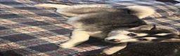 Pomsky dogs for sale: Pomsky Puppy 1 - Ad 5