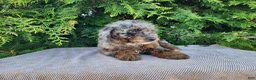 Mini Bernedoodle dogs for sale: Leasha - Ad 14