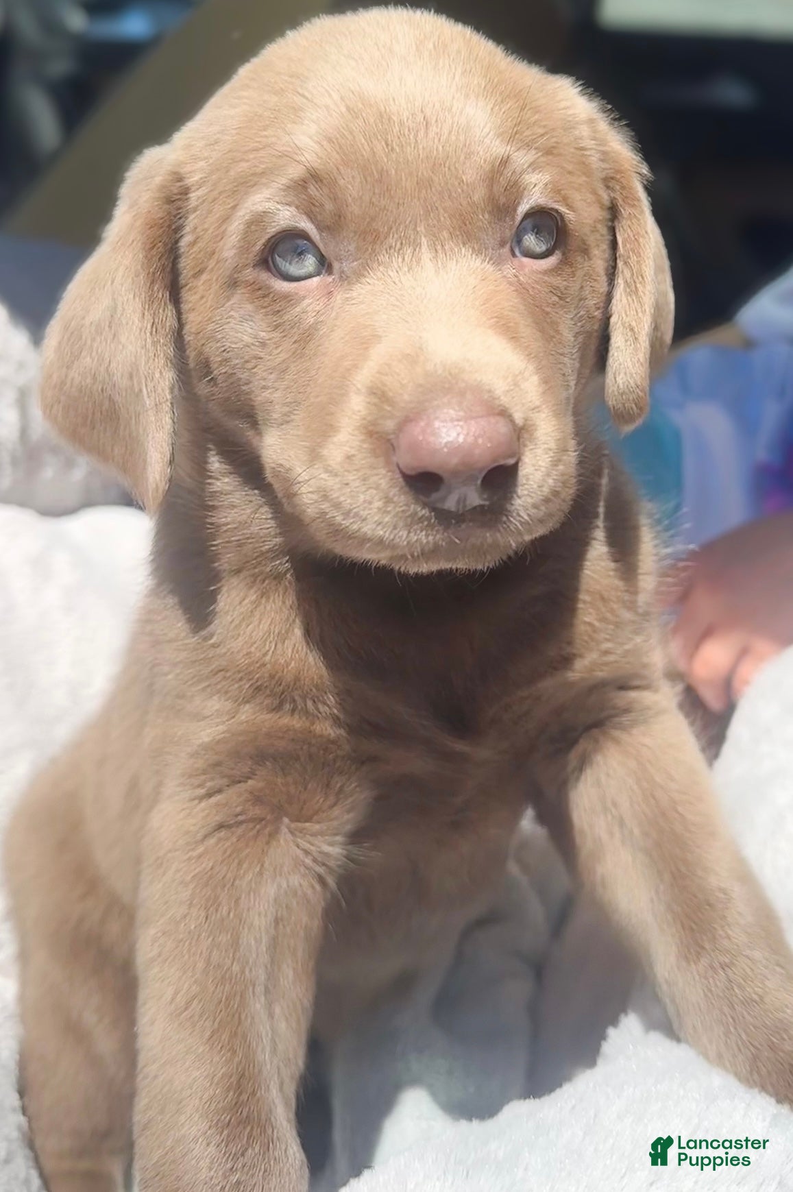 Labrador Retriever dogs Penny - Ad 1