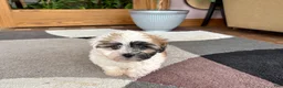 Mixed Breed dogs for sale: Lhasa/Coton male 1 - Ad 10