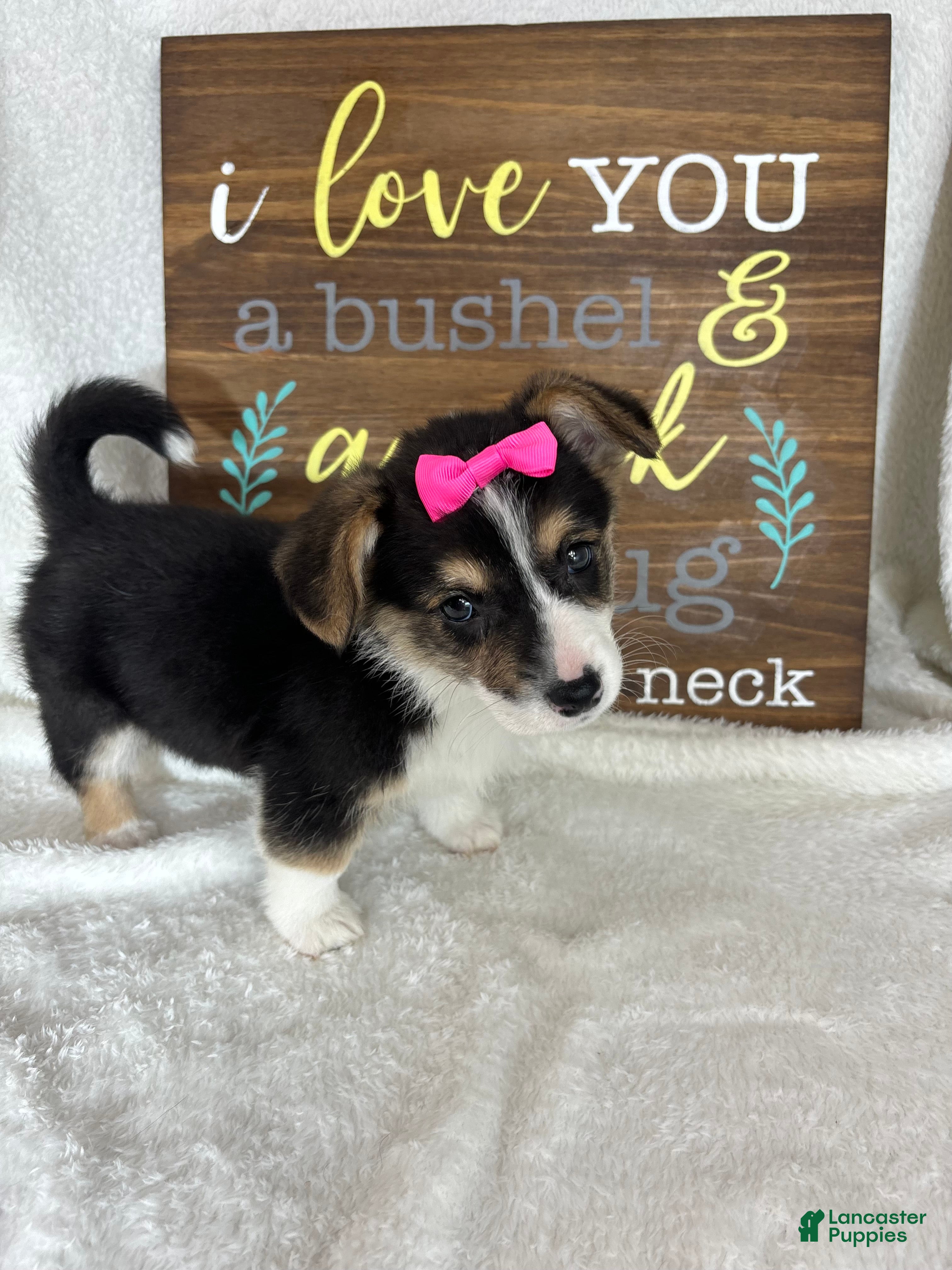 Welsh Corgi Pembroke dogs Carmen - Ad 25