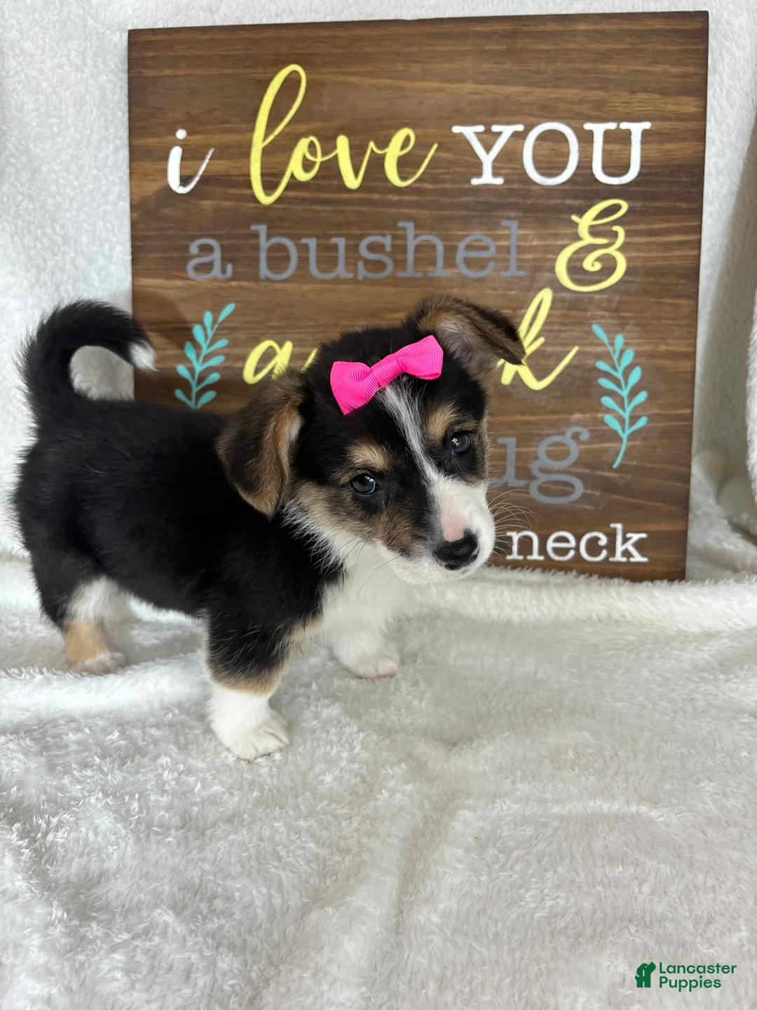 Welsh Corgi Pembroke dogs for sale: Carmen - Ad 1