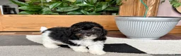 Mixed Breed dogs for sale: Maltipoo/Havanese boy 1 - Ad 9