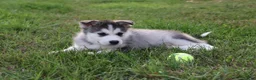 Alaskan Malamute dogs for sale: Glacier - Ad 3