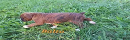 Boxer dogs for sale: Balto AKC - Ad 4