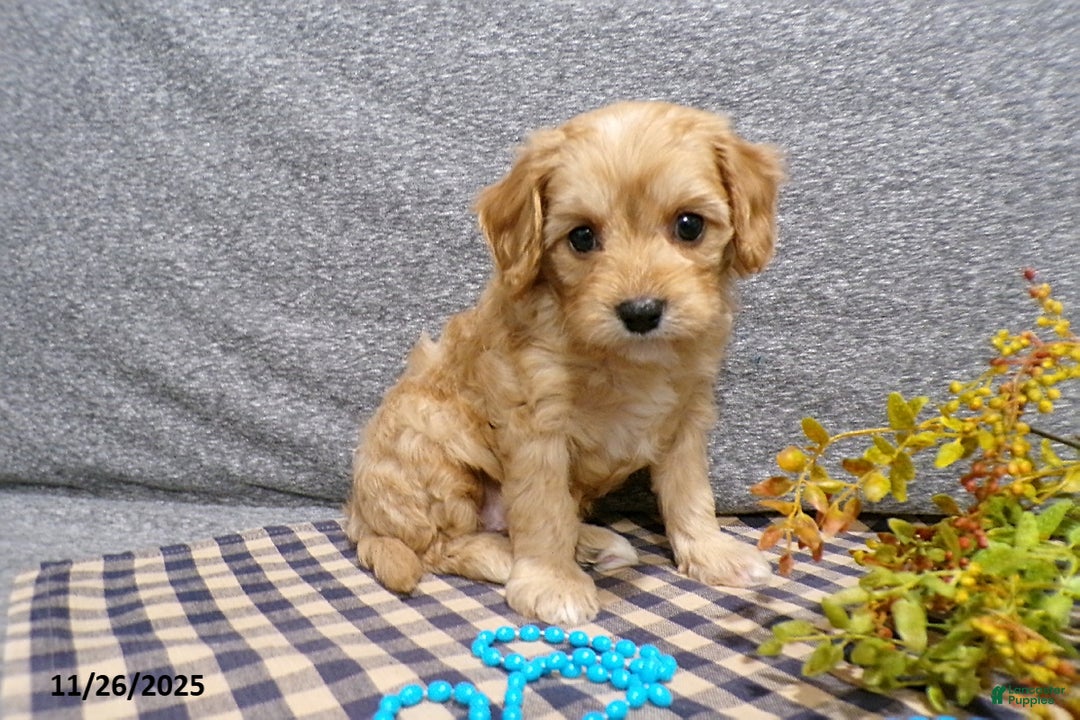 Cavapoo dogs for sale: Pepsi - Ad 3