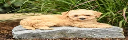 Bichpoo dogs for sale: Tosha - Ad 2