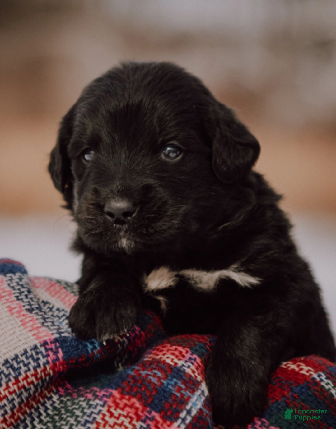 Mixed Breed dogs for sale: Kierra - Ad 5