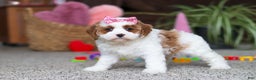 Cavapoo dogs for sale: Lucy - Ad 5
