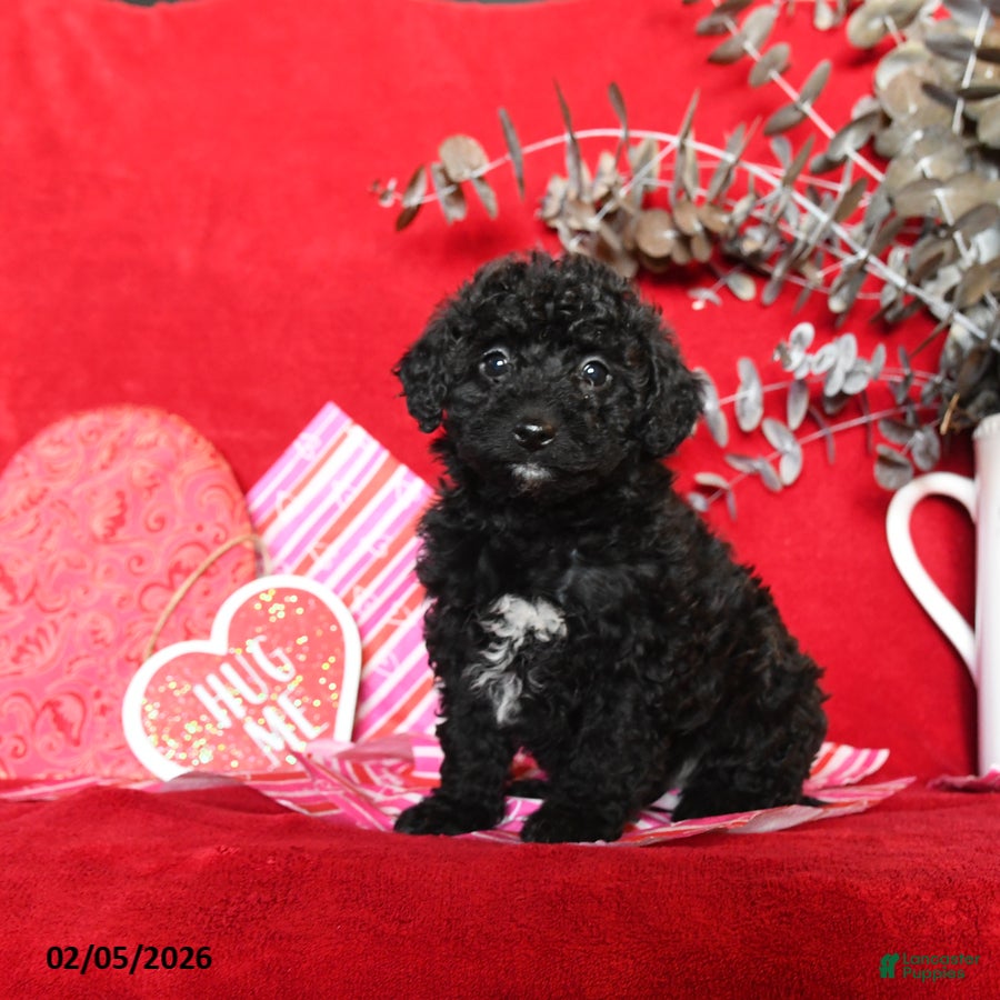 Yorkiepoo dogs Cuddles - Ad 2