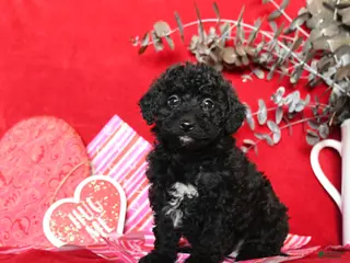 Yorkiepoo dogs Cuddles - Ad 2