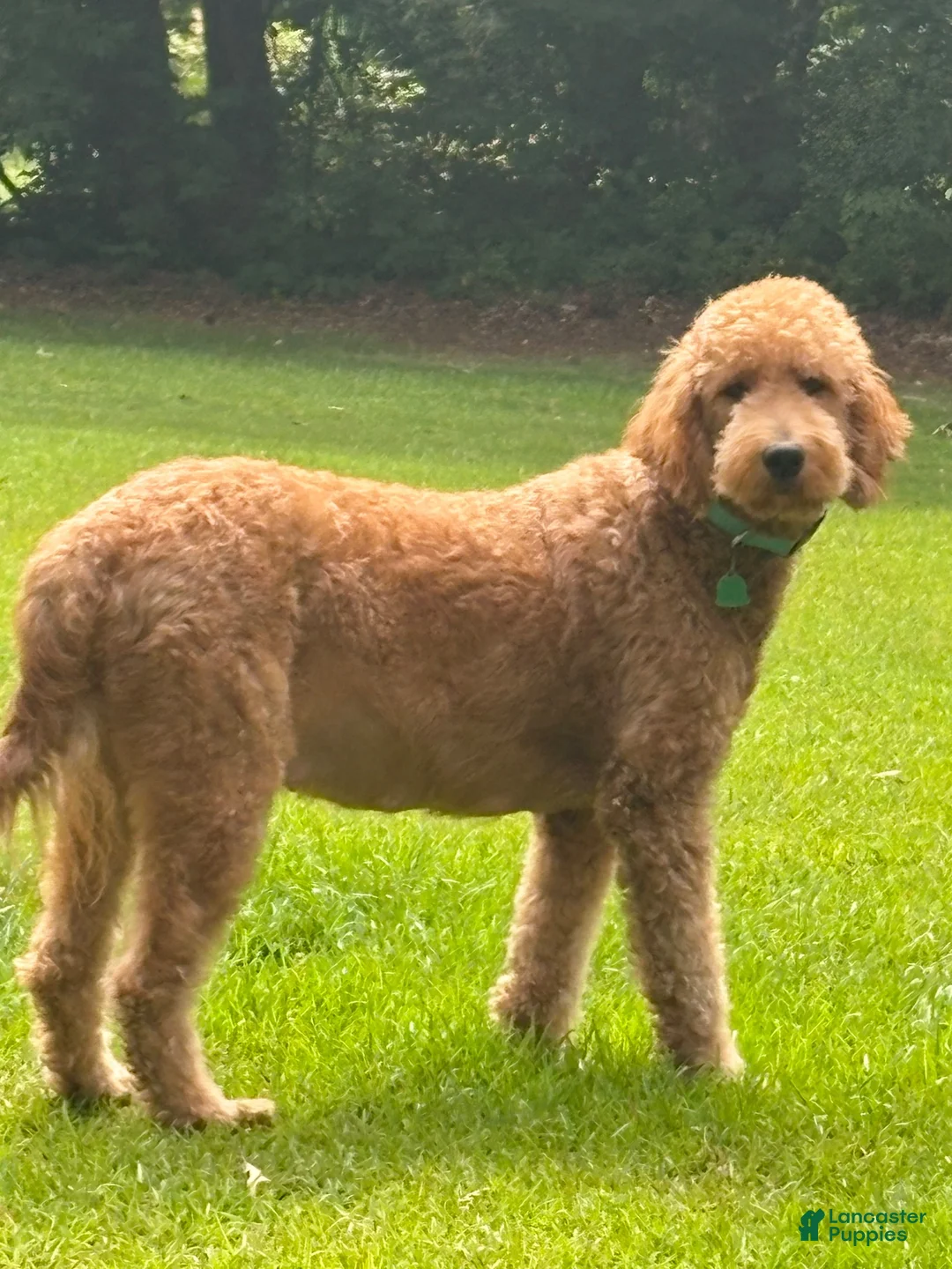 Goldendoodle dogs for sale: Goldendoodle purple collar  - Ad 2