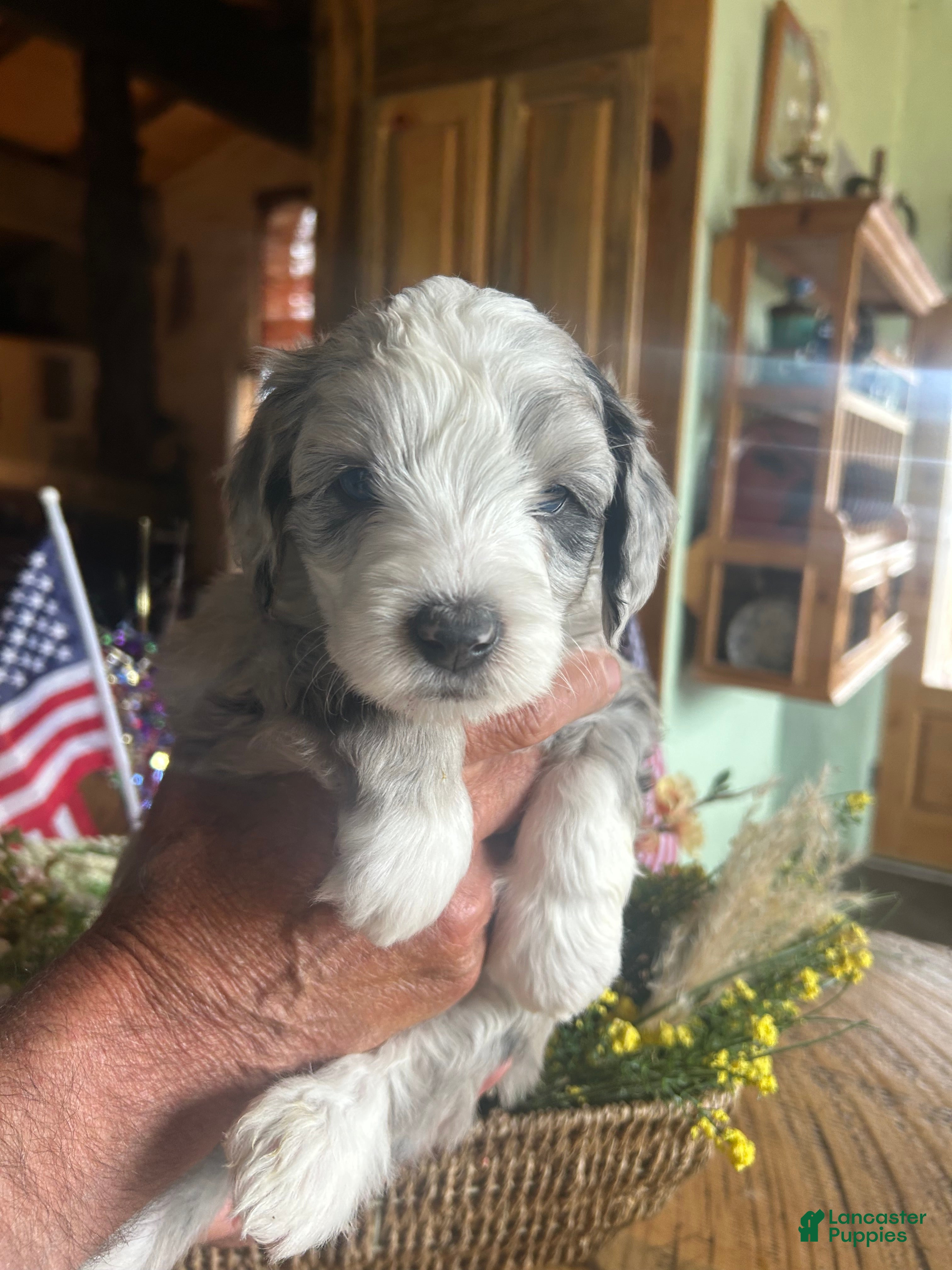 Sheepadoodle dogs George - Ad 2