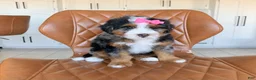 Bernedoodle dogs for sale: Maple - Ad 4