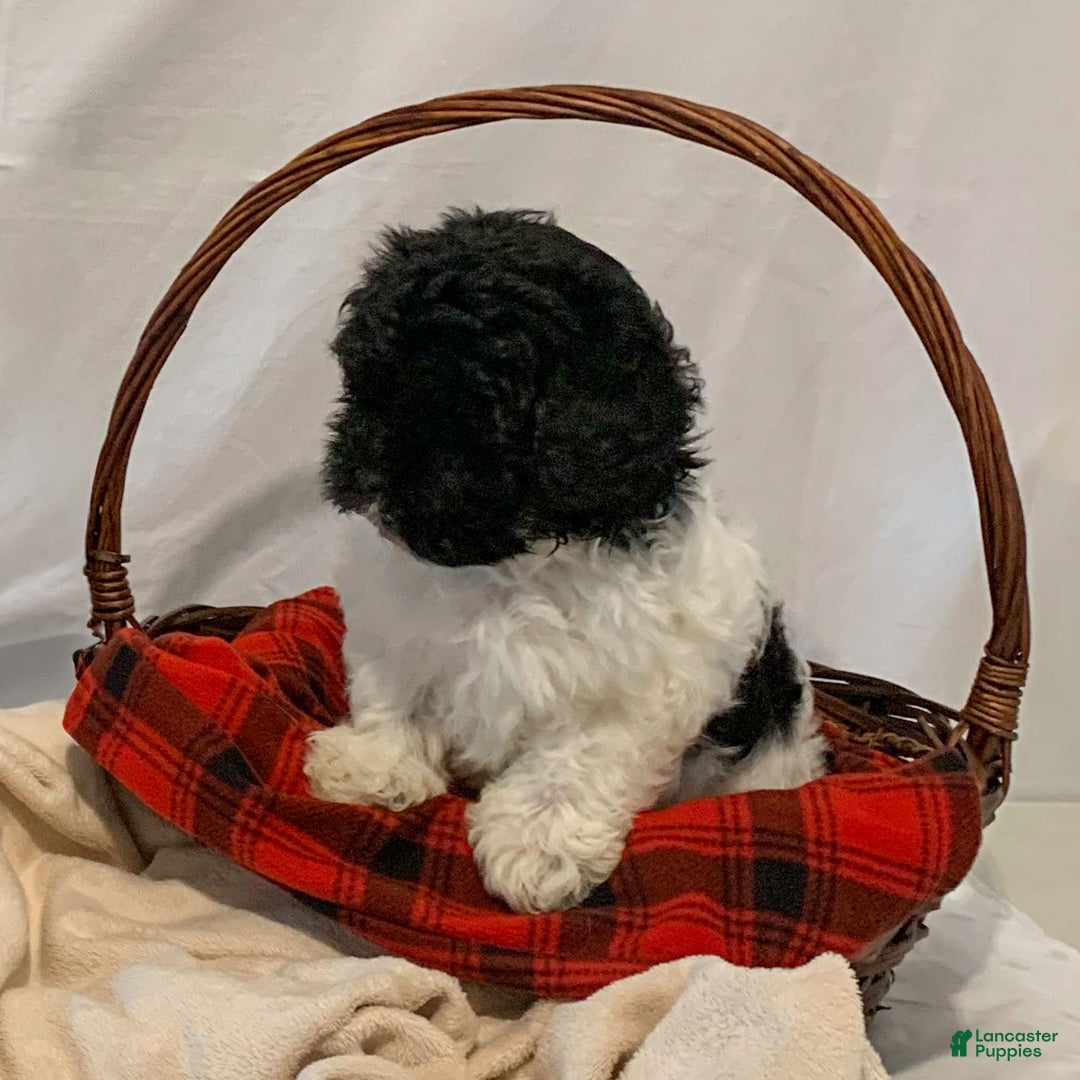 Havanese dogs for sale: Zoey - Ad 2