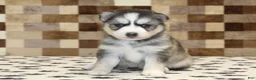 Pomsky dogs for sale: Willow - Ad 1