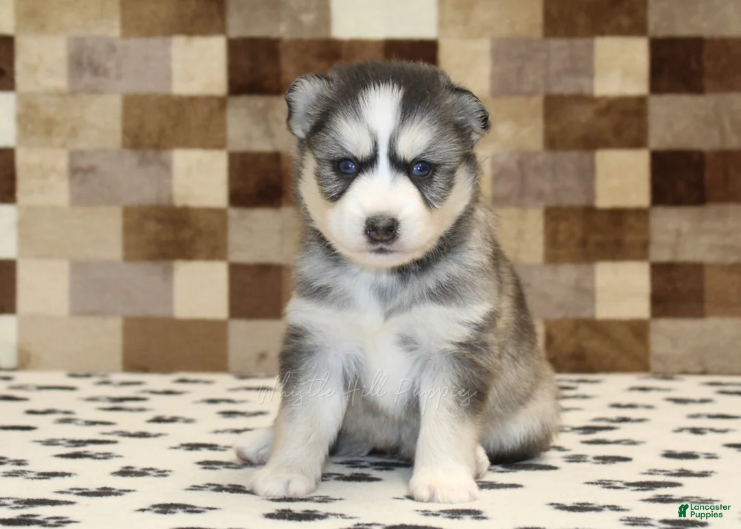Pomsky dogs for sale: Willow - Ad 1