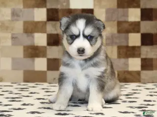 Pomsky dogs for sale: Willow - Ad 4