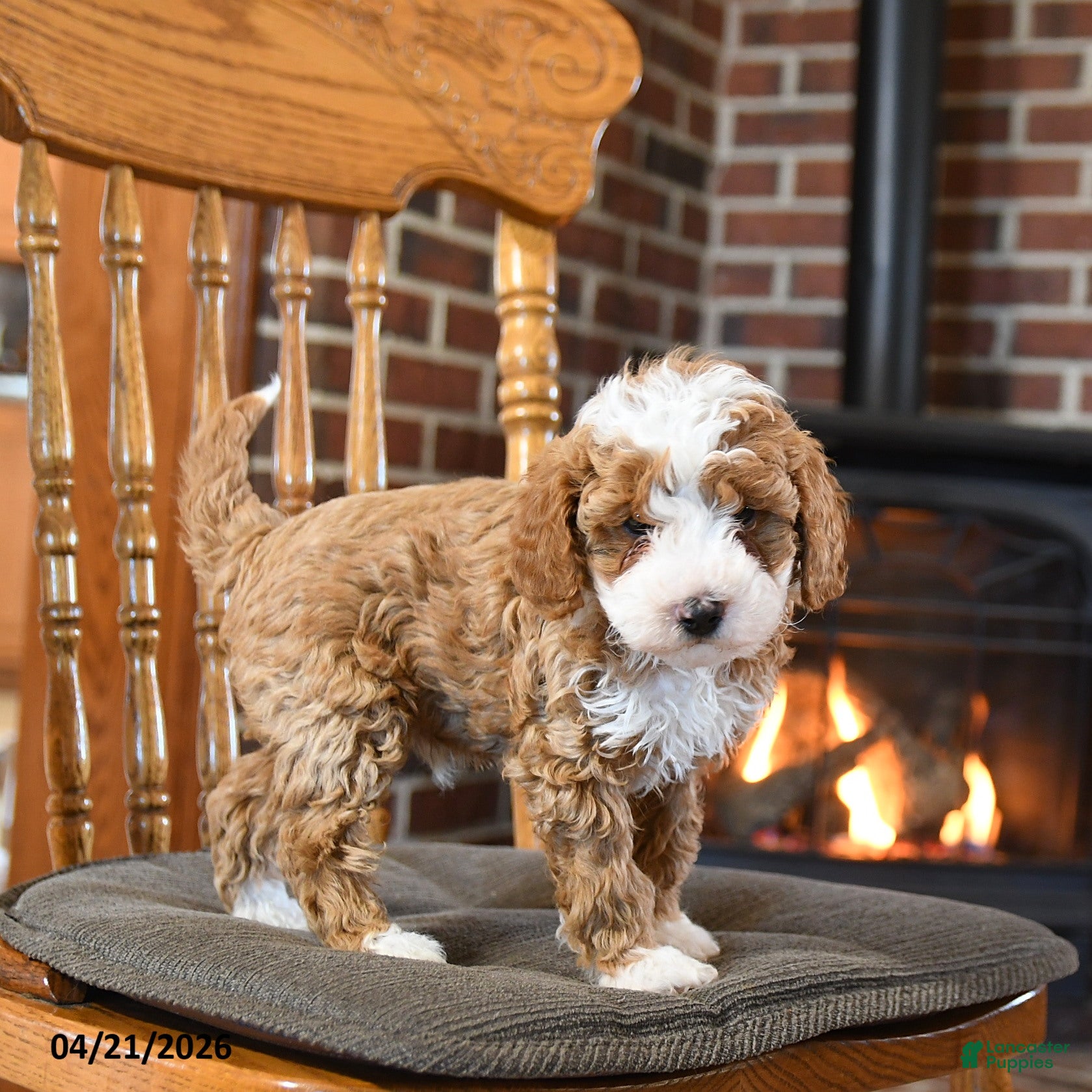 Toy Poodle dogs Bolt - Ad 1