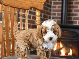 Toy Poodle dogs for sale: Bolt - Ad 2